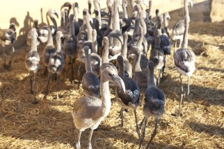 © Selina Feuerstein - Salins du Midi | à usage strictement privé