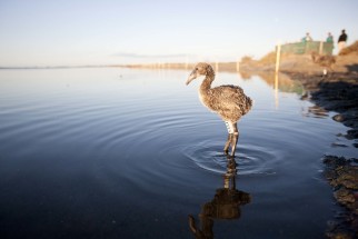 © Selina Feuerstein - Salins du Midi | à usage strictement privé