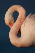 Flamant rose