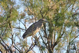 Black-crowned Night Heron