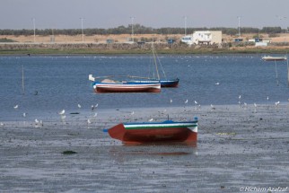 Wetland in Tunisia