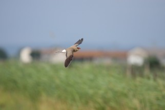 Glaréole à collier en vol en Camargue