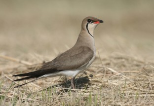 Collared Pratincole