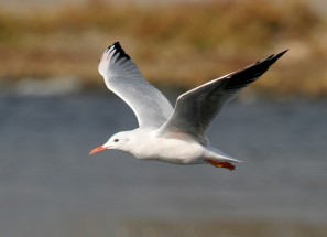 Goéland railleur en vol en Camargue
