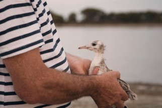 Slender-billed Gull chick