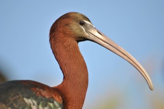 Ibis falcinelle