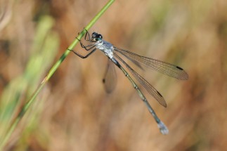 Femelle de <em>Lestes macrostigma</em> dans la sansouïre