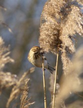 Bruant des roseaux