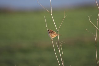 Streaked Fantail Warbler