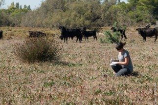 Prélèvement de parasites sur les bouses de vaches. Tour du valat. Camargue.