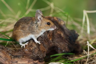 Un mulot sylvestre capturé en Camargue. Les bactéries portées par les rongeurs sont suivies pour comparer la présence de résistances au sein de la faune sauvage dans des habitats plus ou moins impactés par l’Homme