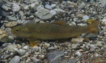 Marble Trout