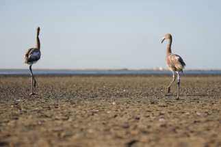 Poussins flamants roses