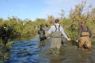 Ringing operation of ibis in the Scamandre reserve, Camargue, France