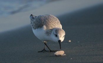 Becasseau Sanderling