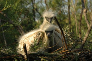 Poussin d'aigrette