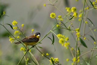 Un bruant mélanocéphale <em>Emberiza melanocephala </em>