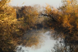 Camargue, France