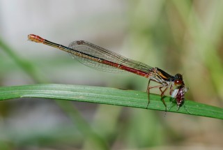 A small red damselfly <em>Ceriagrion tenellum</em>