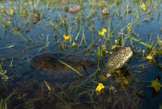 European Pond Turtle