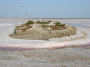 Colonie de sternes dans les salins en Camargue, France