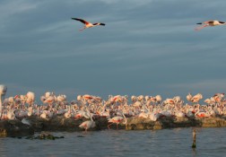 Colonie de flamants roses sur l'étang du Fangassier, Camargue, France