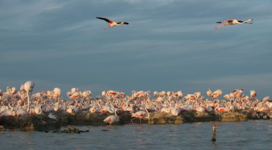 Colonie de flamants roses sur l'étang du Fangassier, Camargue, France