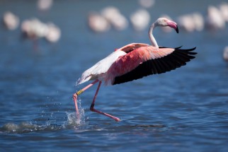 Flamant rose. © Hellio & Van Ingen