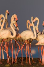 Flamants roses