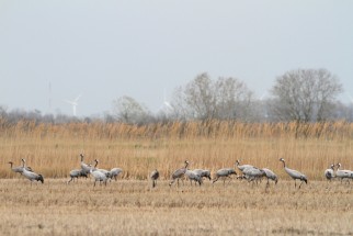 Common cranes in the rice fields of Camargue