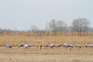 Common cranes in the rice fields of Camargue