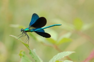 Mâle de <em>Calopterix splendens</em> battant des ailes pour attirer une femelle sur le site de ponte
