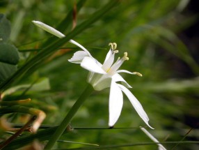 <em>Ornithogallum Umbellatum</em>