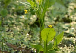 <em>Ranunculus ophioglossifolius</em>