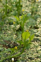 <em>Ranunculus ophioglossifolius</em>