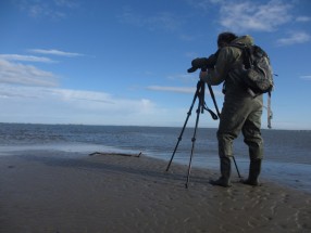 Counting Greater Flamingos in Camargue