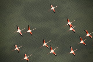 Greater Flamingos in flight