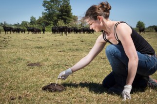 Prélèvement d'excréments bovins pour l'étude des antibiorésistances sur le domaine de la Tour du Valat
