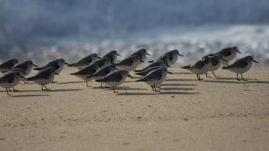 Sanderlings