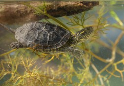 Young European Pond Turtle