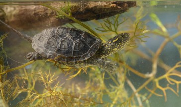 Young European Pond Turtle