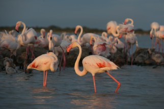 Flamants roses