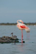 Poussin et adulte Flamant rose