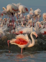 Flamants roses