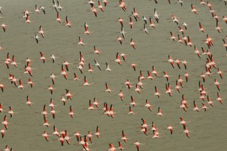 Flamants roses