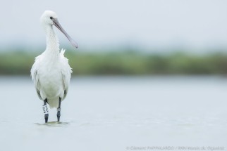 Eurasian Spoonbill