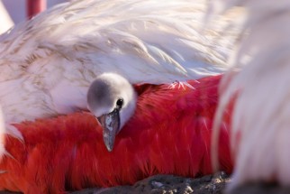 Poussin Flamant rose