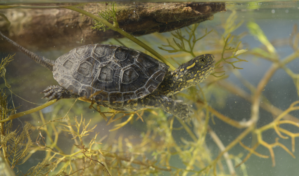 Jeune Tortue cistude (Emys orbicularis) nageant sous la surface ...