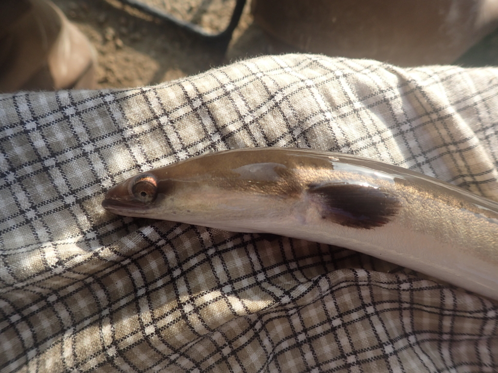 Silver Eel Tour du Valat