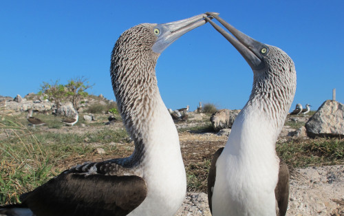 Birds Boobie on Vimeo